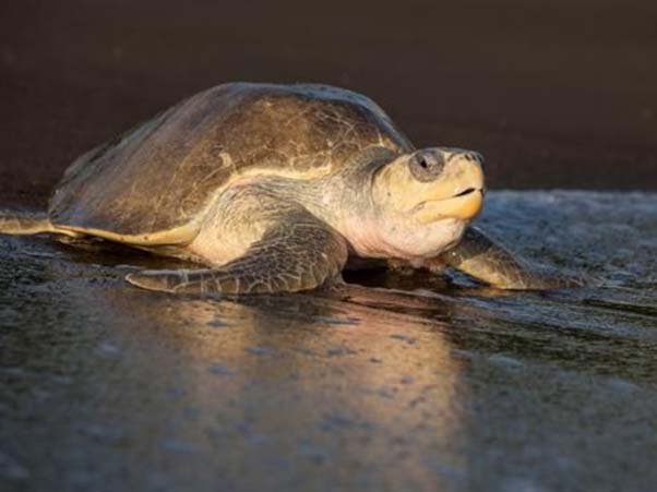 Olive Ridley Turtles | Current Affairs Editorial, Notes by VajiraoIAS