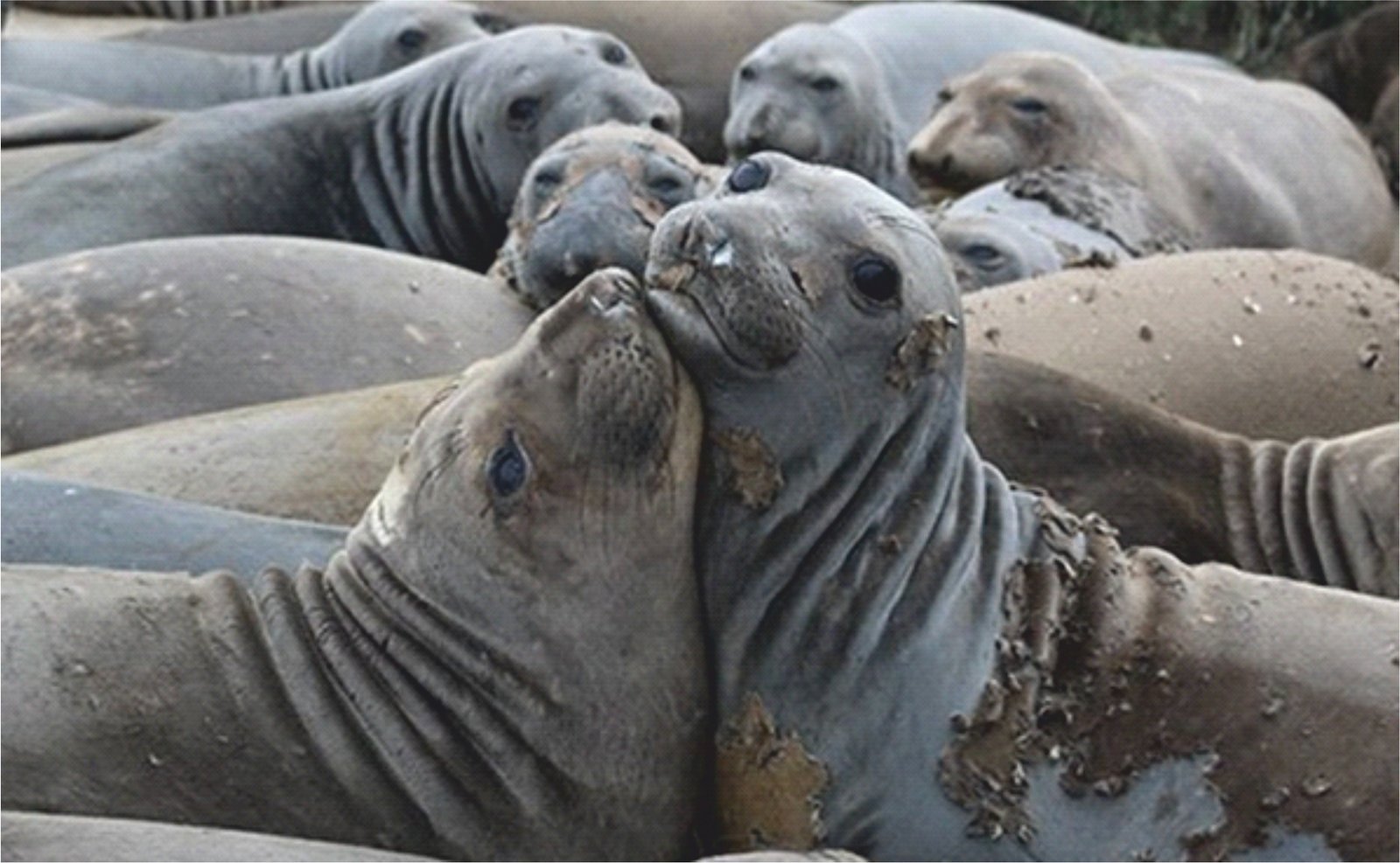 Elephant seals | Current Affairs Editorial, Notes by VajiraoIAS