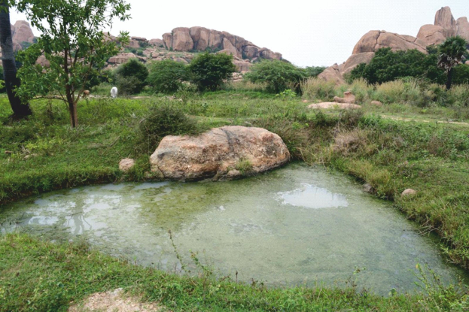 arittapatti-notified-tamil-nadu-s-first-biodiversity-heritage-site