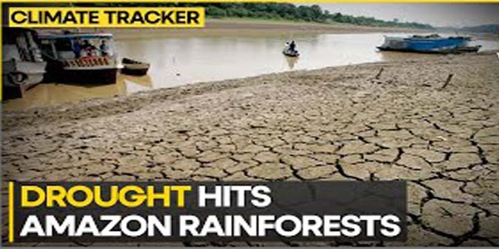 Severe Drought Grips The Amazon Rainforest The Impact Cause And Grim