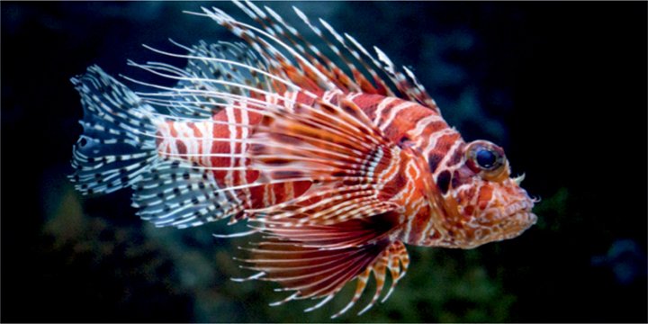 Invasive lionfish | Current Affairs Editorial, Notes by VajiraoIAS