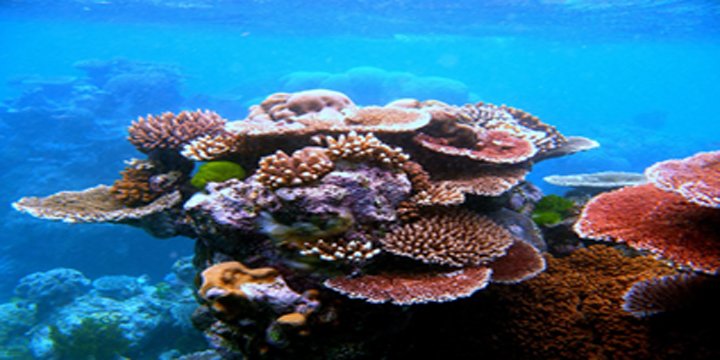 Global mass coral bleaching event