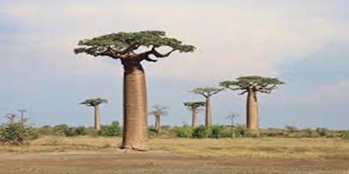 Baobab Trees of Madagascar (Mother of the Forest)