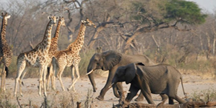 Namibia plans to hunt hundreds of its mammoths: