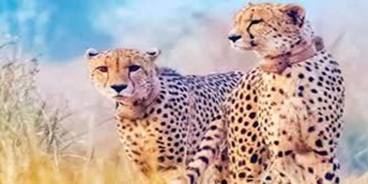 Status of 'Project Cheetah' after two years of implementation