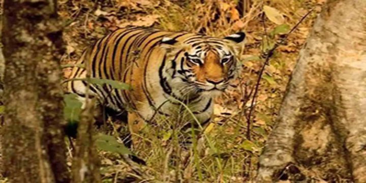 Guru Ghasidas-Tamor Pingla Tiger Reserve: The newest tiger reserve in Chhattisgarh