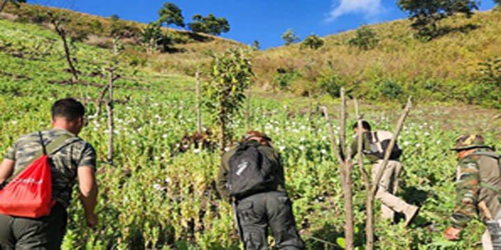 Illicit opium cultivation and ethnic conflict in Manipur: