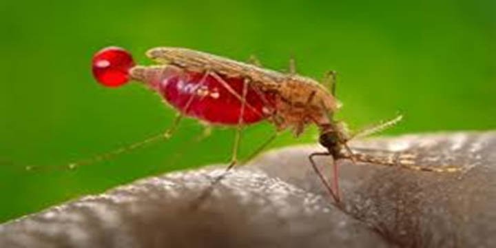 Significant decline in malaria cases and deaths in India: WHO report