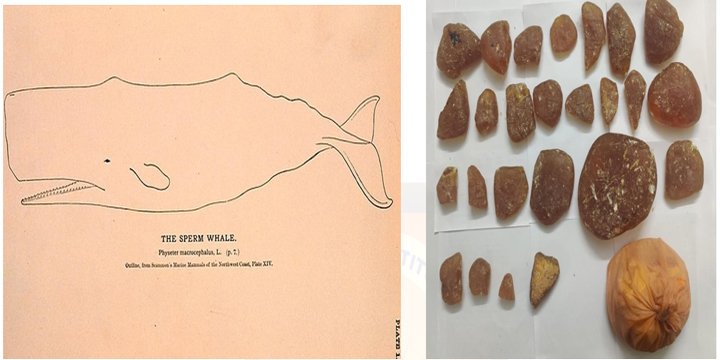 Why is Whale Vomit Worth Millions ?