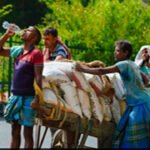 What is lacking in the various Heat Action Plans (HAPs) of Indian cities?
