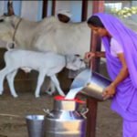 Revised ‘Dairy Development Programme’ and ‘Rashtriya Gokul Mission’ with increased outlay approved:
