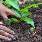 What is the Green Credit Programme (GCP), and what are the criticisms associated with it?