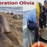 OPERATION OLIVIA