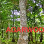 AGARWOOD: INDIA’S CULTURAL, ECOLOGICAL & ECONOMIC ASSET