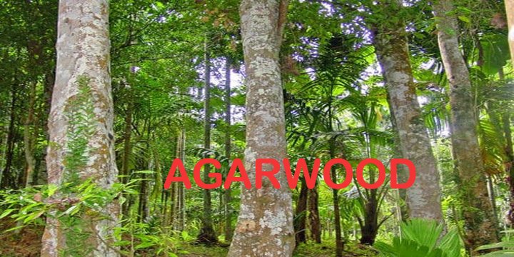 AGARWOOD: INDIA’S CULTURAL, ECOLOGICAL & ECONOMIC ASSET
