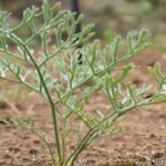 THE STORY OF HEENG (ASAFOETIDA) CULTIVATION IN INDIA: A TRIUMPH OF INDIGENOUS EFFORT