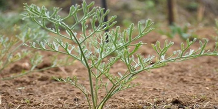 THE STORY OF HEENG (ASAFOETIDA) CULTIVATION IN INDIA: A TRIUMPH OF INDIGENOUS EFFORT