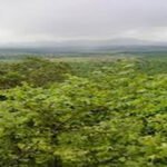 FRA Cells approved to facilitate implementation of Forest Rights Act (FRA) 2006: