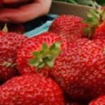 Agricultural production report: Fruit production in India rises, cereals decline
