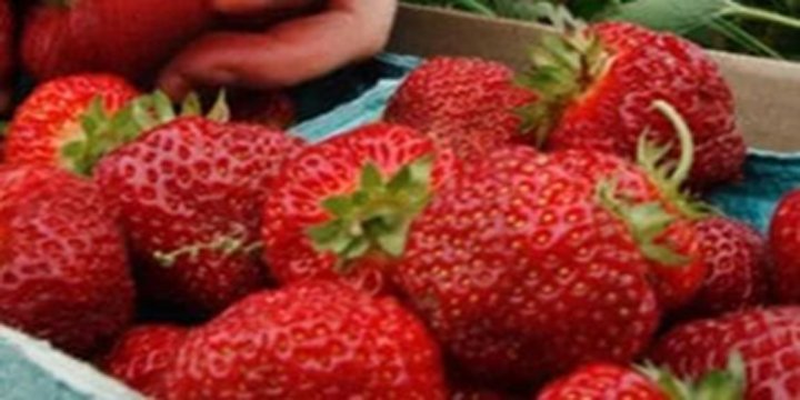 Agricultural production report: Fruit production in India rises, cereals decline