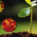 Plant growth-aiding bio-stimulants now under the scanner of the Central Government:
