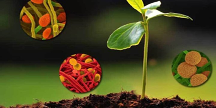 Plant growth-aiding bio-stimulants now under the scanner of the Central Government: