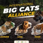 INTERNATIONAL BIG CAT ALLIANCE