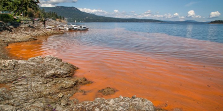 RED ALGAL BLOOMS IN INDIAN WATER BODIES