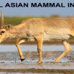 CENTRAL ASIAN MAMMAL INITIATIVE
