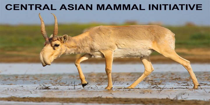 CENTRAL ASIAN MAMMAL INITIATIVE
