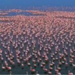 SAMBHAR SEES HUGE SURGE IN MIGRATORY BIRDS