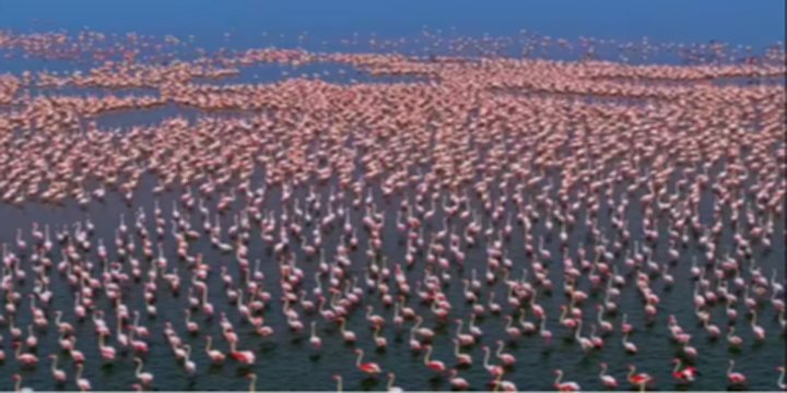 SAMBHAR SEES HUGE SURGE IN MIGRATORY BIRDS