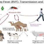 RIFT VALLEY FEVER (RVF) OUTBREAK