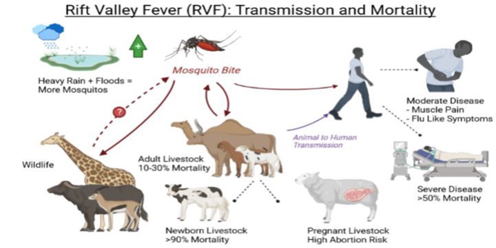 RIFT VALLEY FEVER (RVF) OUTBREAK