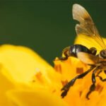 AMAZON’S STINGLESS BEE BECOMES FIRST INSECT TO GET LEGAL RIGHTS