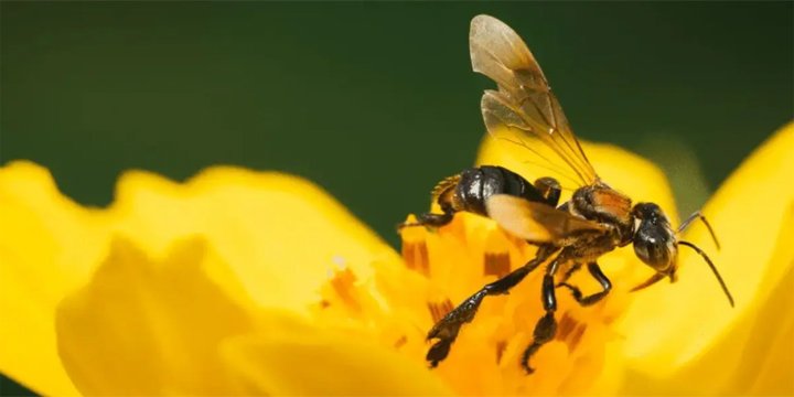 AMAZON’S STINGLESS BEE BECOMES FIRST INSECT TO GET LEGAL RIGHTS