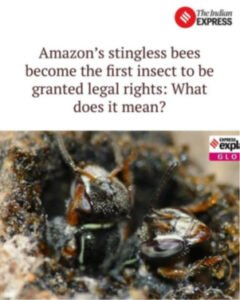 AMAZON’S STINGLESS BEE FIRST INSECT TO GET LEGAL RIGHTS