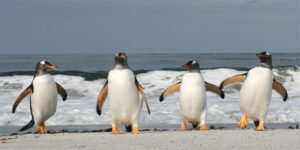 GENTOO PENGUINS AFFECTED WITH BIRD FLU