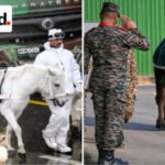 BACTRIAN CAMELS, ZANSKAR PONIES & RAPTORS AT REPUBLIC DAY PARADE