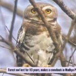 FOREST OWLET REDISCOVERED IN KUNO NATIONAL PARK AFTER 113 YEARS