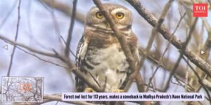 FOREST OWLET REDISCOVERED IN KUNO NATIONAL PARK AFTER 113 YEARS