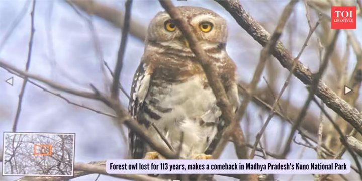 FOREST OWLET REDISCOVERED IN KUNO NATIONAL PARK AFTER 113 YEARS