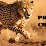PROJECT CHEETAH: THE THIRD WAVE
