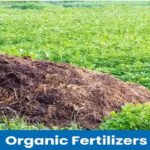 BLENDING OF ORGANIC MANURE WITH FERTILIZERS
